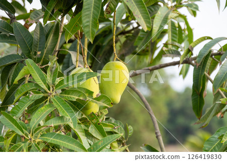 Mango harvesting season in lush green orchard nature organic farming close-up view 126419830