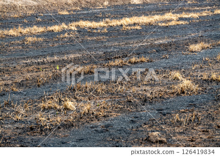 Aftermath of wildfire burnt landscape nature dry environment ground level environmental impact 126419834