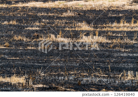 Wildfire aftermath burned landscape nature ground view environmental impact 126419840