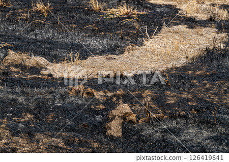 Wildfire aftermath burned landscape nature image charred environment close-up ecological impact 126419841