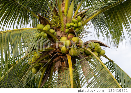 Coconut harvesting event tropical region nature lush environment close-up view agriculture concept Coconut harvesting event tropical region nature lush environment close-up view agriculture concept 126419851