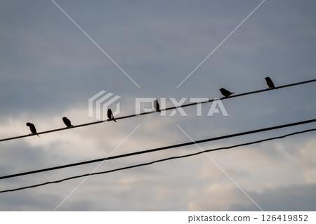Birds perched power lines urban setting nature evening sky silhouette concept 126419852