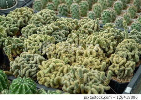 Vibrant cactus variety a greenhouse oasis nature showcase close-up view serene environment Vibrant cactus variety a greenhouse oasis nature showcase close-up view serene environment 126419896