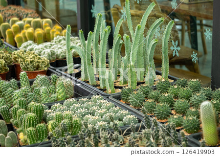 Urban greenhouse cactus collection a close-up showcase of nature's resilience 126419903