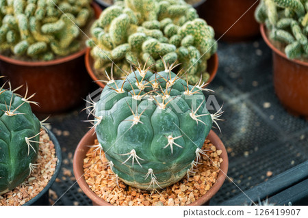 Vibrant cactus plants pots indoor greenhouse close-up tranquil setting nature concept 126419907
