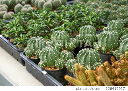Cactus collection display greenhouse plant showcase lush environment close-up view nature's beauty 126419917