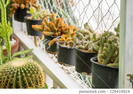 Caring for cacti tips tricks and indoor greenhouse gallery for enthusiasts Caring for cacti tips tricks and indoor greenhouse gallery for enthusiasts 126419924