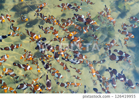 Clownfish schooling in shallow waters coral reef wildlife underwater aerial view marine life 126419955