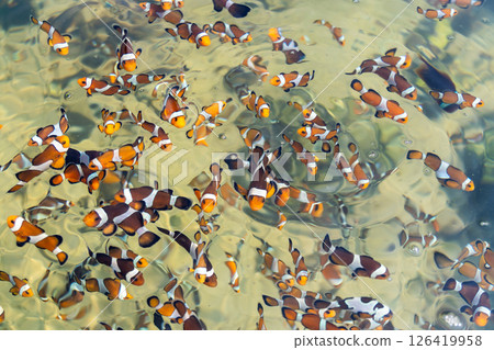 Clownfish schooling in crystal clear waters a tropical underwater paradise 126419958