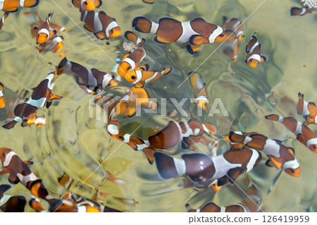 Close-up view of clownfish in a tropical coral reef underwater environment 126419959