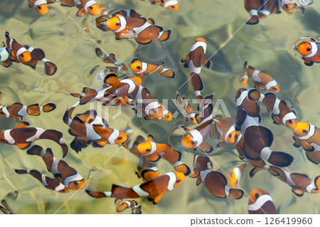 Colorful clownfish swimming in crystal clear waters marine environment wildlife perspective 126419960
