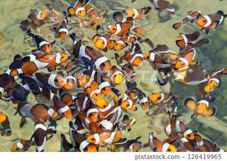 Vibrant clownfish schooling in a crystal clear coral reef underwater paradise 126419965