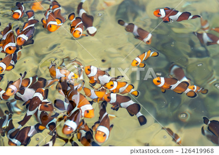 Clownfish swimming together in coral reef underwater scene vibrant ocean environment 126419968