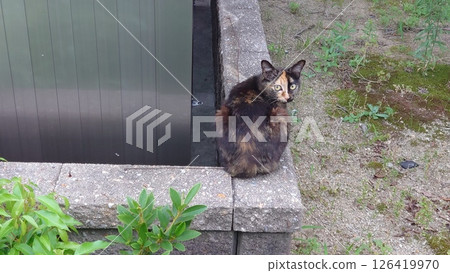 Fielding turning cats Fielding turning cats 126419970