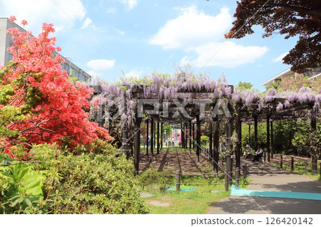 北海道最古老的紫藤架－天神富士 126420142