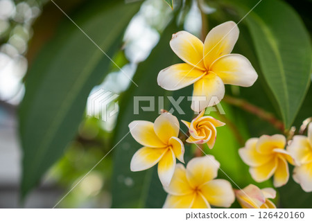 Vibrant yellow flowers blooming nature close-up shot tropical environment serene view 126420160