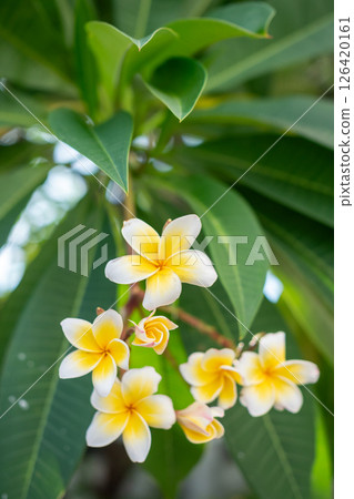 Vibrant yellow plumeria flowers tropical garden close-up natural setting bright perspective 126420161