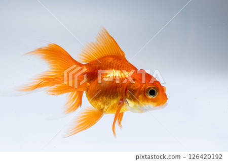 Graceful goldfish swimming tranquil aquarium setting underwater view aquatic beauty 126420192