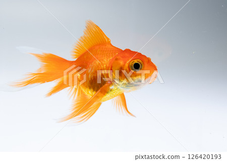 Goldfish swimming gracefully clear water underwater aquatic environment close-up view 126420193
