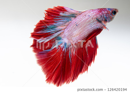 Betta fish swimming gracefully a clear tank aquatic indoor environment close-up view 126420194