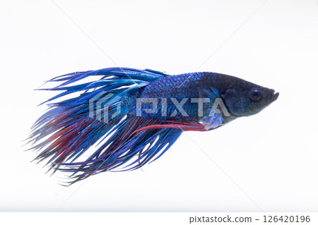 Colorful betta fish swimming gracefully clear water nature aquatic environment close-up perspective 126420196
