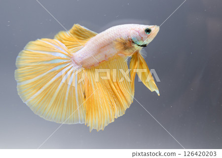 Graceful betta fish swimming clear water aquatic environment close-up view nature beauty Graceful betta fish swimming clear water aquatic environment close-up view nature beauty 126420203