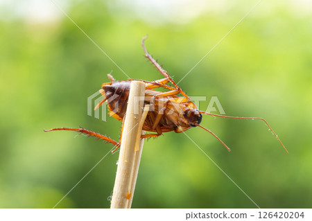 Cockroach encounter urban garden macro natural environment close-up insect behavior 126420204
