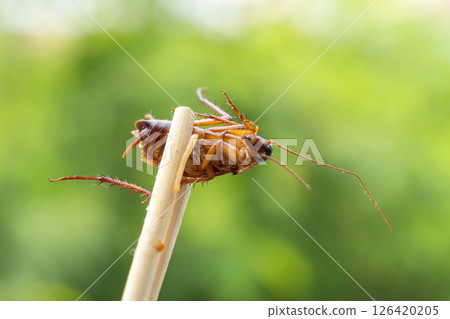 Cockroach a stick pest control awareness urban environment macro close-up view Cockroach a stick pest control awareness urban environment macro close-up view 126420205