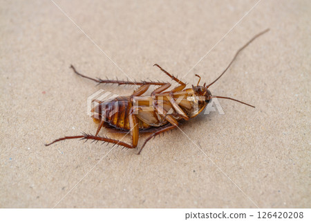 Cockroach encounter urban environment close-up image of an insect surface Cockroach encounter urban environment close-up image of an insect surface 126420208