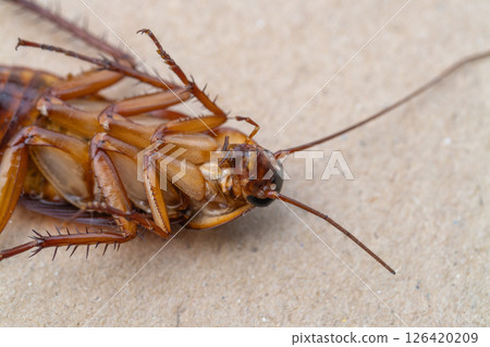 Insect encounter cockroach up close indoor environment macro detailed view Insect encounter cockroach up close indoor environment macro detailed view 126420209