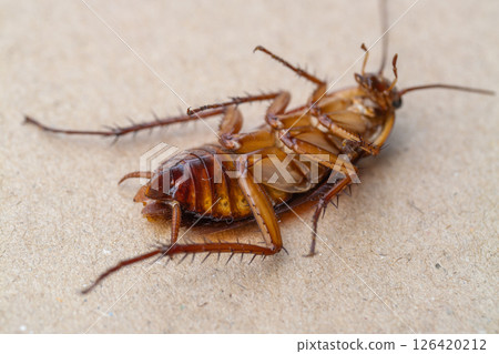 Cockroach encounter indoor space macro close-up detailed study 126420212