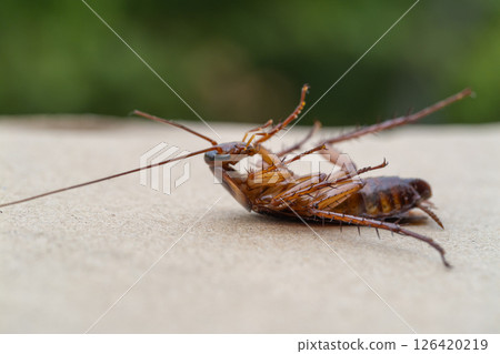 Cockroach encounter urban environment insect close-up nature macro view Cockroach encounter urban environment insect close-up nature macro view 126420219
