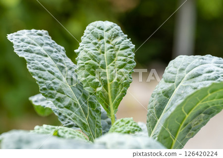 Harvesting kale leaves organic farm macro lush garden close-up fresh vegetables Harvesting kale leaves organic farm macro lush garden close-up fresh vegetables 126420224