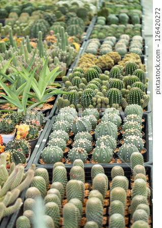Exploring a botanical garden's vibrant cactus collection from above 126420272