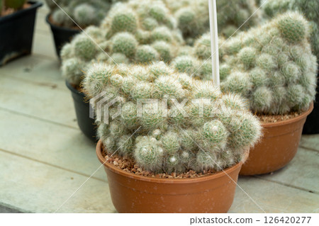 Cactus collection home garden plant display indoor environment close-up view botanical concept Cactus collection home garden plant display indoor environment close-up view botanical concept 126420277