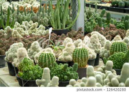 Vibrant cacti showcase greenhouse plant collection natural environment close-up botanical beauty Vibrant cacti showcase greenhouse plant collection natural environment close-up botanical beauty 126420280