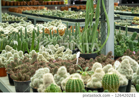 Vibrant cactus display at a greenhouse nursery nature scene close-up view plant wonderland Vibrant cactus display at a greenhouse nursery nature scene close-up view plant wonderland 126420281
