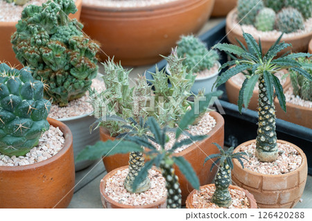 Cacti showcase diverse varieties greenhouse plant collection indoor close-up nature wonders 126420288