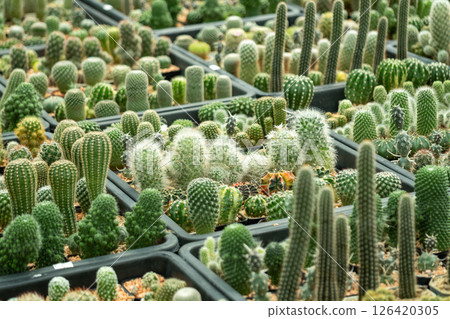 Cactus collection display botanical garden nature indoor environment close-up view plant diversity 126420305