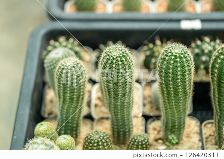 Cactus growth showcase greenhouse nature indoor close-up botanical beauty Cactus growth showcase greenhouse nature indoor close-up botanical beauty 126420311