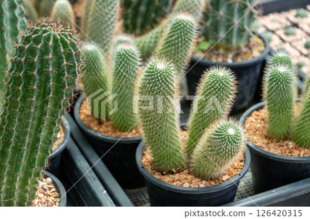 Showcasing vibrant cactus growth a natural indoor botanical nursery setting Showcasing vibrant cactus growth a natural indoor botanical nursery setting 126420315