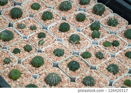 Cactus varieties showcase greenhouse plant collection indoor close-up nature's resilience 126420317