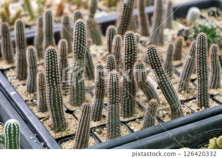 Cactus growth nursery botanical showcase indoor garden close-up unique flora 126420332
