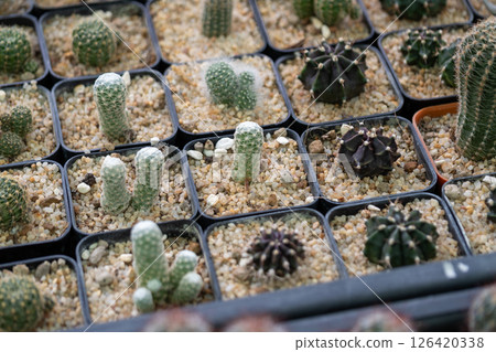 Cactus collection greenhouse display plant indoor environment close-up nature's resilience 126420338