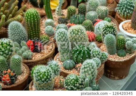 Vibrant cactus collection at a local nursery potting workshop indoor garden close-up view 126420345
