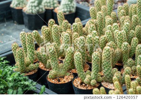 Vibrant cactus garden local nursery's indoor plant collection and nature's beauty 126420357