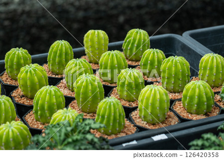 Vibrant cactus collection a showcase of succulents a greenhouse environment Vibrant cactus collection a showcase of succulents a greenhouse environment 126420358