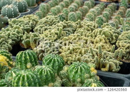Vibrant cactus varieties displayed a greenhouse setting nature showcase close-up view Vibrant cactus varieties displayed a greenhouse setting nature showcase close-up view 126420360