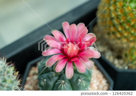 Vibrant pink cactus flower nature close-up shot indoor plant environment 126420362