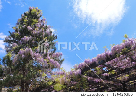 Tenjin Fuji, the oldest wisteria trellis in Hokkaido Tenjin Fuji, the oldest wisteria trellis in Hokkaido 126420399